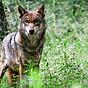Was tun bei Wolfsrissen und Wolfssichtungen?